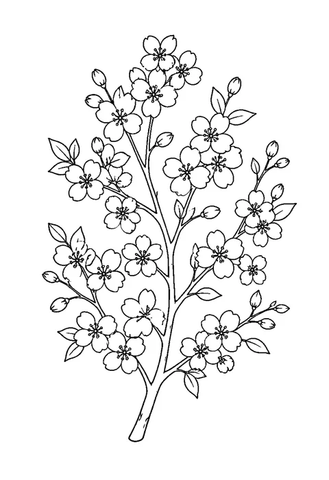 Detailed outline drawing of a cherry blossom branch with clusters of five-petaled flowers and closed buds.