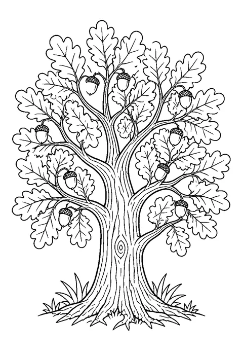 Detailed outline drawing of an oak tree with lobed leaves, a divided trunk and acorns on the lower branches.