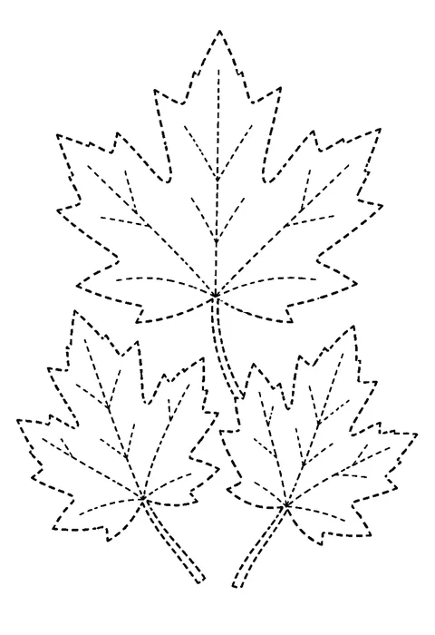 Tracing outline of five maple leaves of different sizes, drawn in dashed lines.